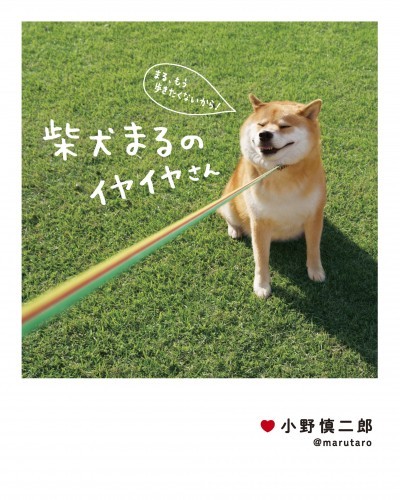 柴犬まる