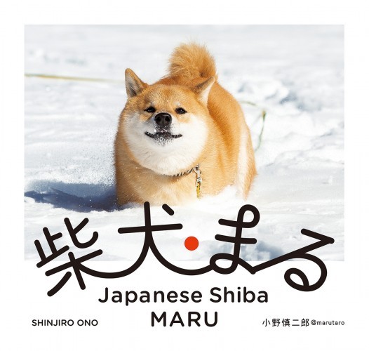 柴犬まる