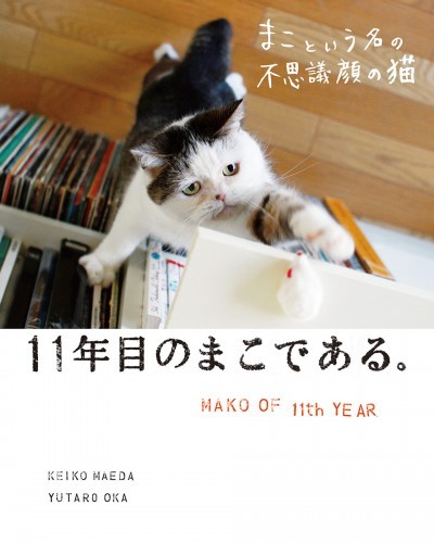 まこという名の不思議顔の猫　まこづくしの総集編